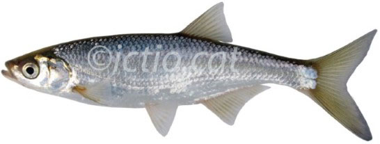 Cyprinidae4 - Freshwater fish of Catalonia