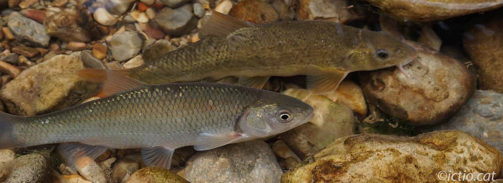 Peces Continentales De Catalu a Ictio cat